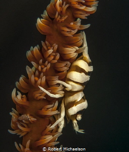 Zanzibar shrimp, Nikon D90, dual strobes, 85 mm with +5 d... by Robert Michaelson 